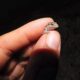 Over a hundred endangered tiny geckos released on Mauritius islet