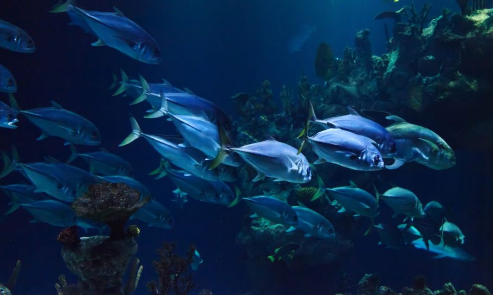 'Highly damaging measure' threatens 20,000 job in Mauritius seafood sector