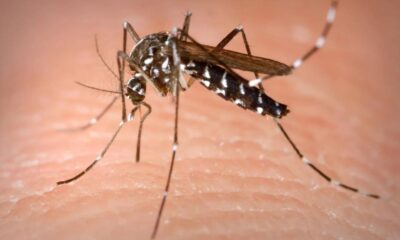 500,000 Tiger mosquitoes released near Mauritius' Champ de Mars racecourse