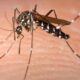 500,000 Tiger mosquitoes released near Mauritius' Champ de Mars racecourse