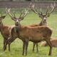 Mauritius' Competition Commission slaps Rs1.4 million fine on five deer producers