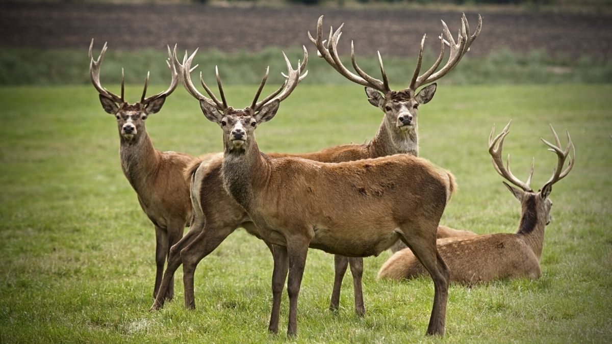 Mauritius' Competition Commission slaps Rs1.4 million fine on five deer producers