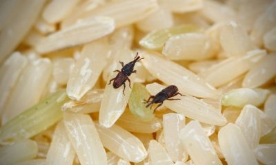 Over 1 tonne of rice infested with bugs in the warehouse of Mauritius' procurement firm