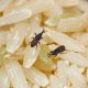 Over 1 tonne of rice infested with bugs in the warehouse of Mauritius' procurement firm