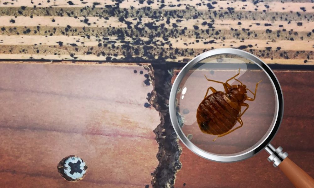 Pest infestations plague 4 schools, raising safety concerns