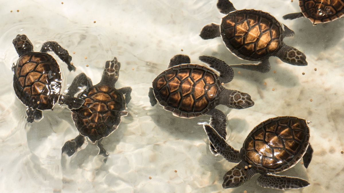 Shocking discovery at Airport: 20 baby turtles found in passenger's baggage