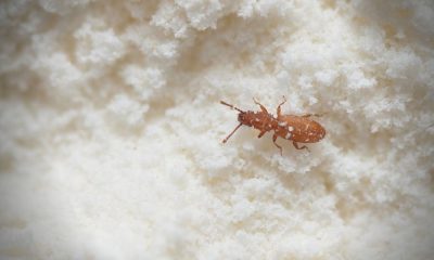 STC warehouse infested with weevils: After 1 tonne of rice, stock of flour now at risk