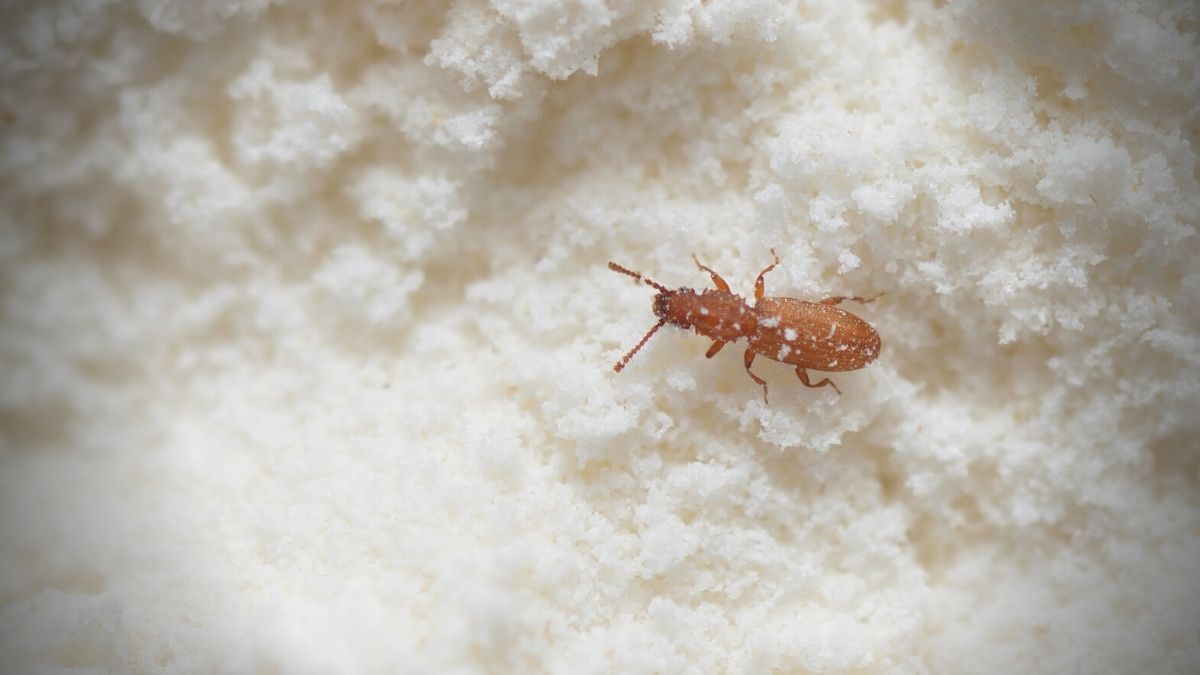 STC warehouse infested with weevils: After 1 tonne of rice, stock of flour now at risk
