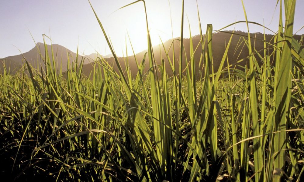 Landscope to dish out 300 arpents of agricultural land