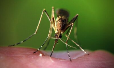 Dengue Outbreak Alert: Seven cases in Rodrigues, three in Mauritius