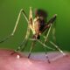 Dengue Outbreak Alert: Seven cases in Rodrigues, three in Mauritius