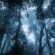 Kidnapped, Held Captive for 6 Days and Left for Dead in Woods