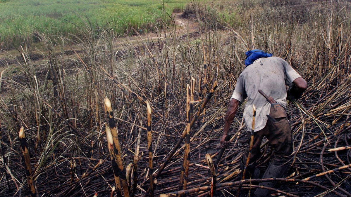 Sugar Syndicate Urges Caution in Land Conversion as Production Dips to 232,000 Tonnes