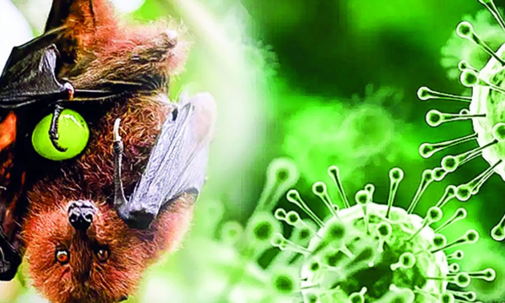 Mauritius Gears Up for Potential Nipah Virus Presence
