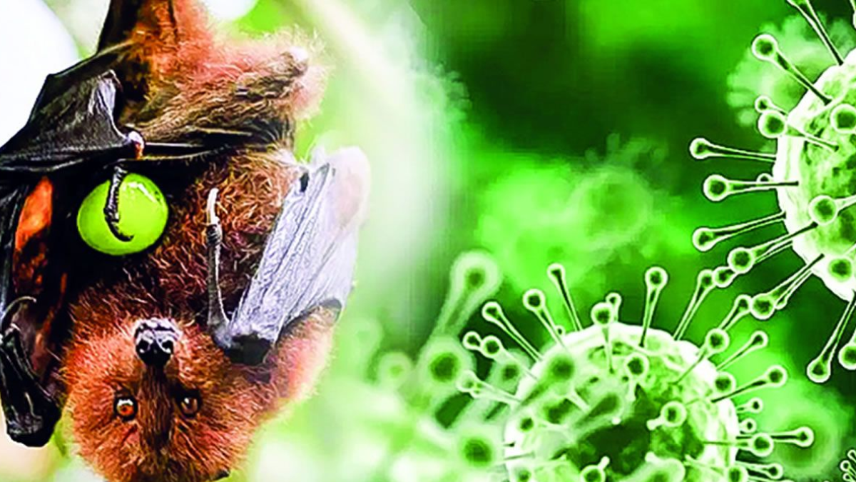 Mauritius Gears Up for Potential Nipah Virus Presence