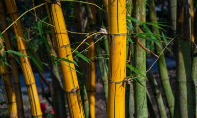 Bamboo Biomass Project to Generate Electricity on 800 Acres