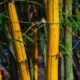 Bamboo Biomass Project to Generate Electricity on 800 Acres