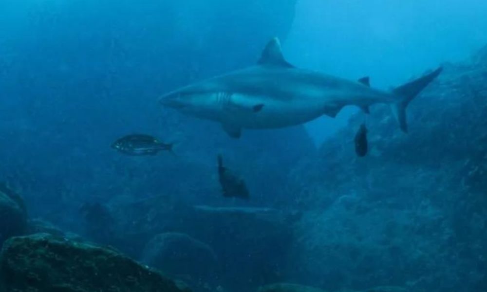 5-Month Pregnant Shark Spotted Off Coast Mauritius, with 'Big and Round' Belly