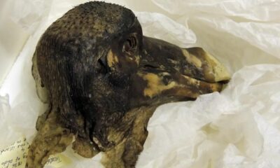The Last Surviving Dodo Soft Tissues: A Glimpse into Extinction