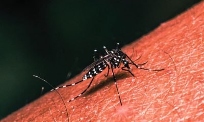 Mauritius Dengue Cases Skyrocket by 18.4% in Four Days
