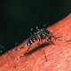 Mauritius Dengue Cases Skyrocket by 18.4% in Four Days