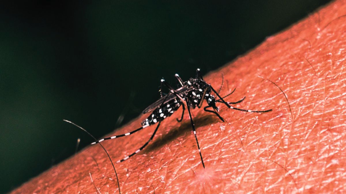 Ministry Confirms Patient's Death: 130 Active Cases of Dengue