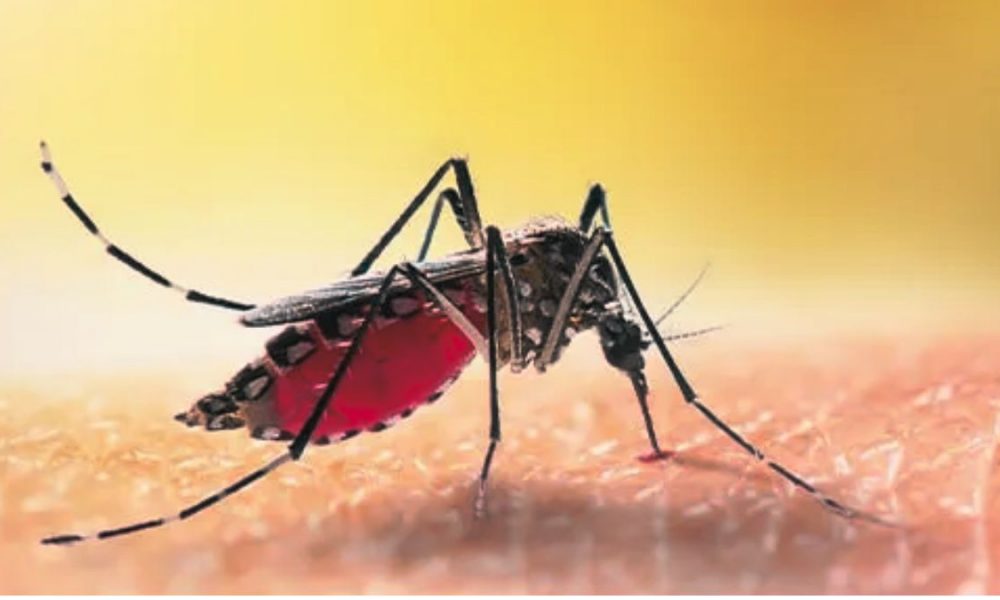 2nd Case of Malaria Recorded, Mauritius Urges Vigilance