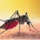 2nd Case of Malaria Recorded, Mauritius Urges Vigilance