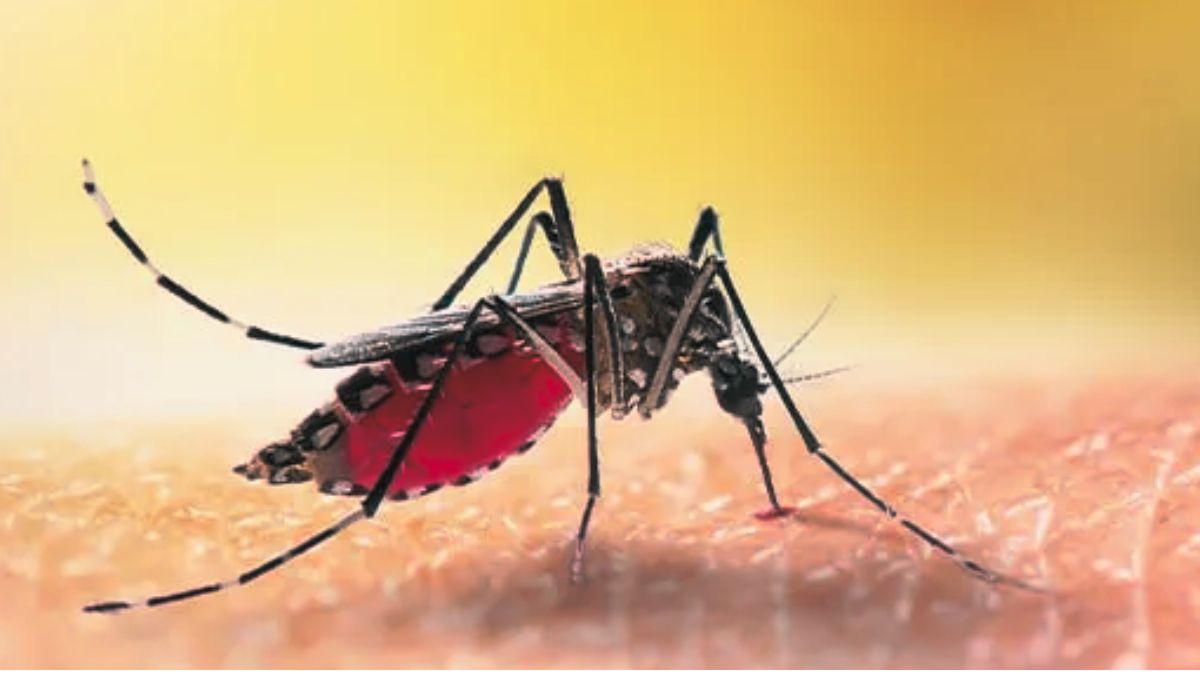 2nd Case of Malaria Recorded, Mauritius Urges Vigilance