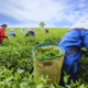 ENL Group Expands into Tea Cultivation on 450 arpents