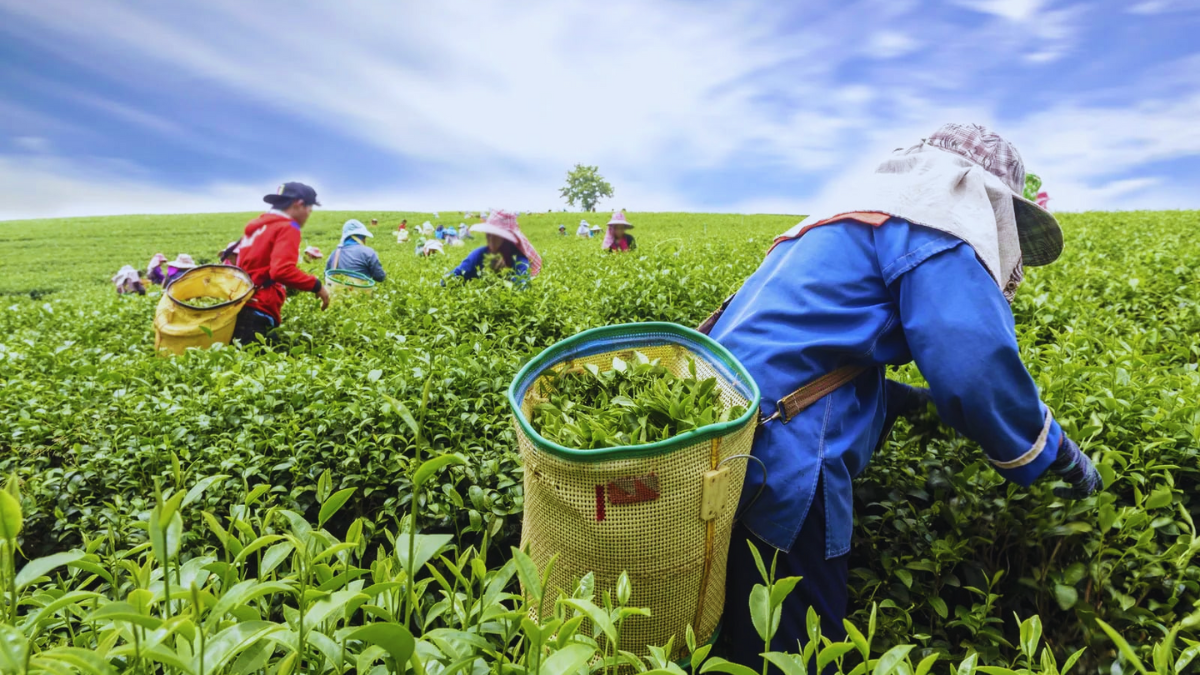 ENL Group Expands into Tea Cultivation on 450 arpents