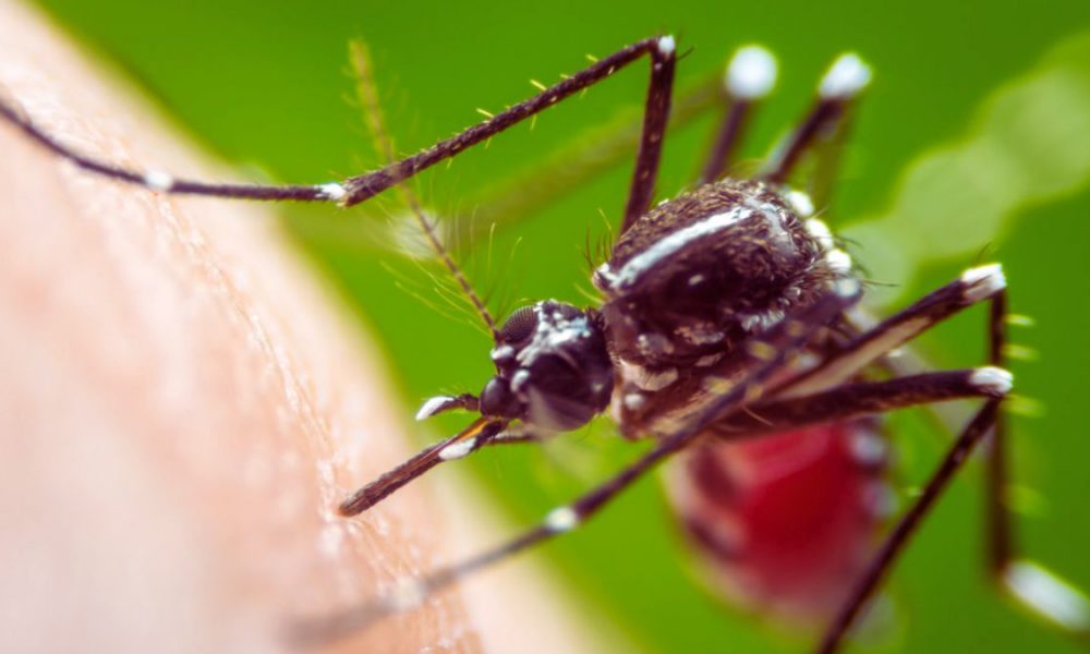 Mauritius in the Grip of Dengue Epidemic: 141 Infected