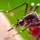 Mauritius Hit by 50-80 Daily Dengue Cases Surge