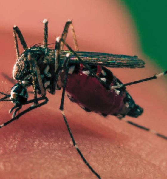 39 Cases, Dengue Strikes Hard, Stay Safe