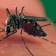 Dengue Fever Outbreak: Mauritius records 10 New Cases in 24 Hours