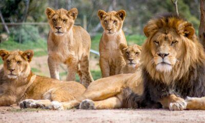 Kenyan Lions Face Threat as Ants from Mauritius Cause Chaos