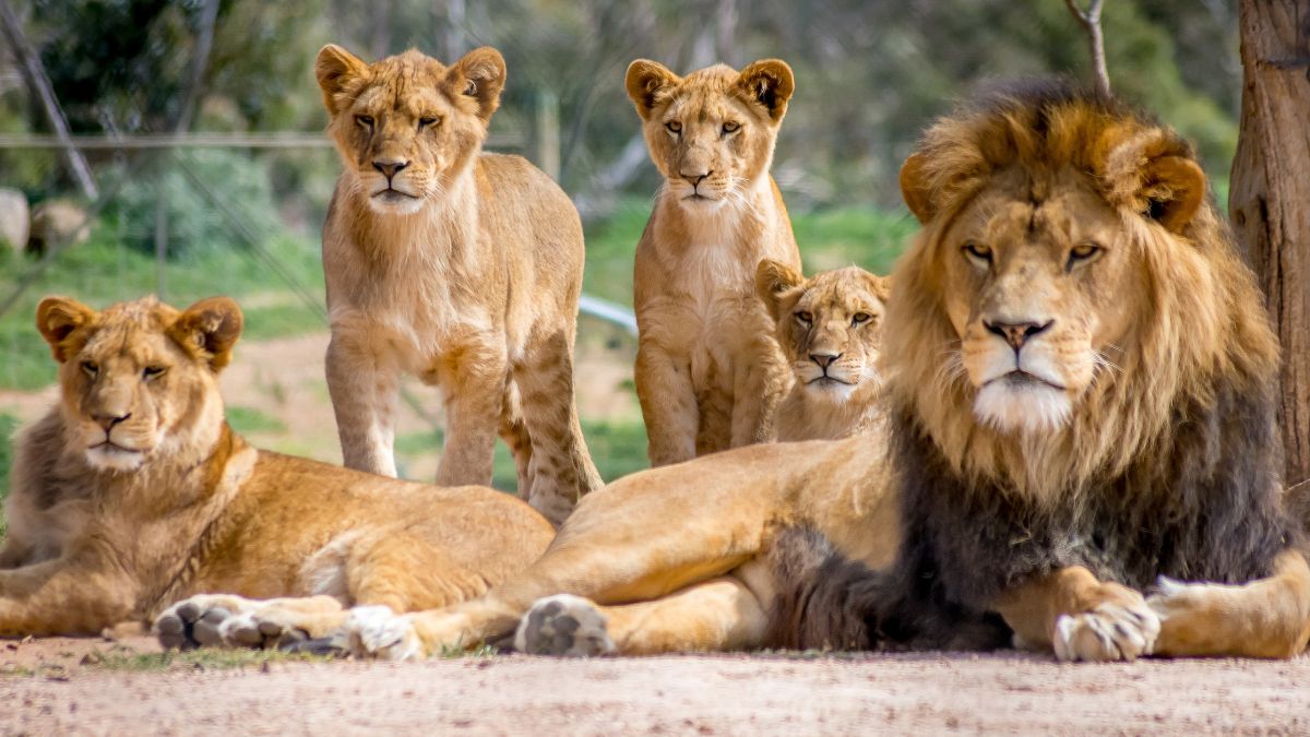 Kenyan Lions Face Threat as Ants from Mauritius Cause Chaos