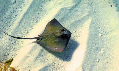 Watch Out: Deadly Stingrays Spotted in Flic-en-Flac Lagoon!