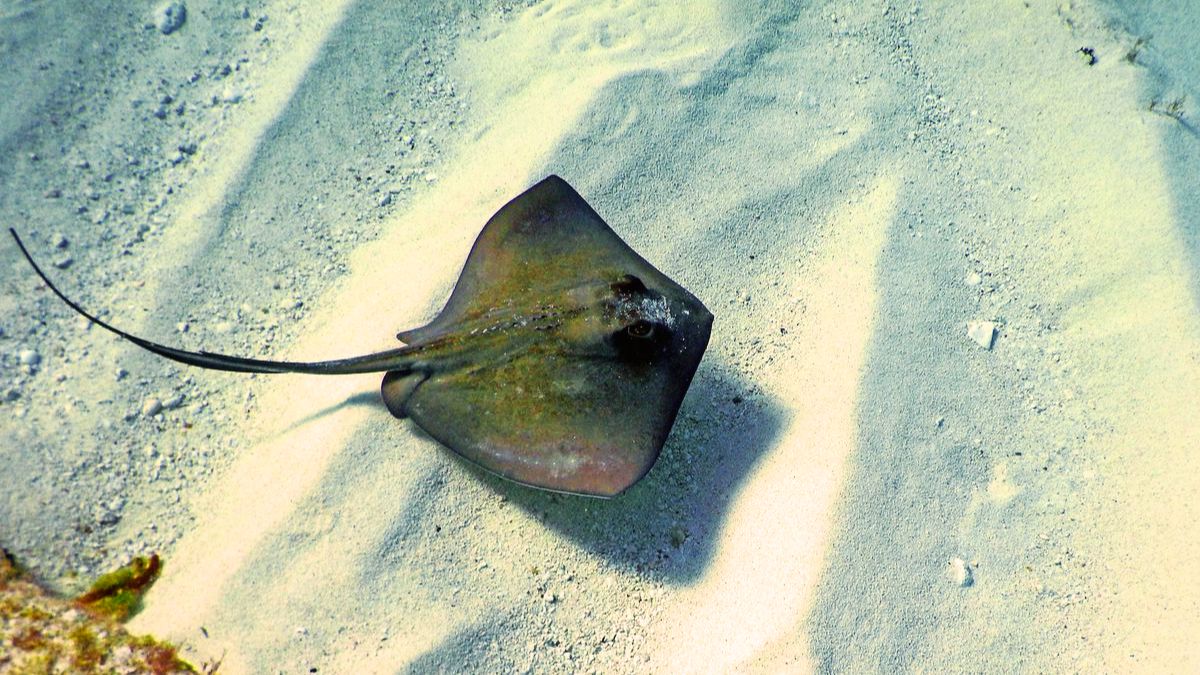 Watch Out: Deadly Stingrays Spotted in Flic-en-Flac Lagoon!