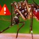 Dengue Cases Rise to 485: Time to Protect Yourself