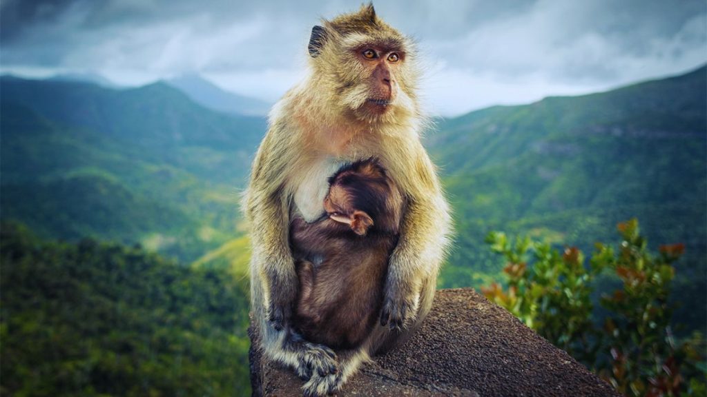 15,000 Monkeys: Outrage Over Proposed Farm in Mauritius