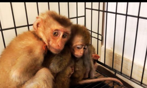 Animal Welfare Activist Exposes Monkey Farm's Barbaric Practices