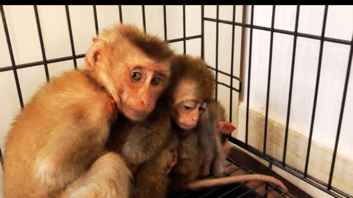 15,000 Monkeys: Outrage Over Proposed Farm in Mauritius