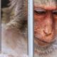 4,000 Monkeys Shipped, Protest for Change