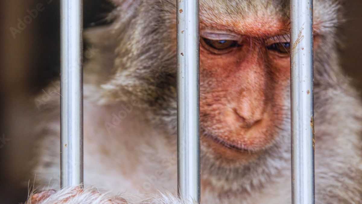 4,000 Monkeys Shipped, Protest for Change