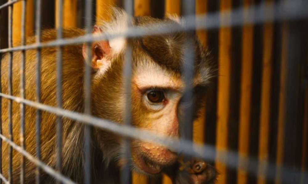 500 Monkeys Sold for 10 Million Euros: Business Exposed