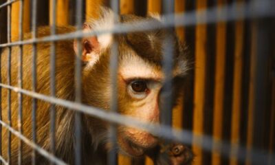 Primate Rights: 4 Tilapat President Sues AML & ATOL Over Cruelty