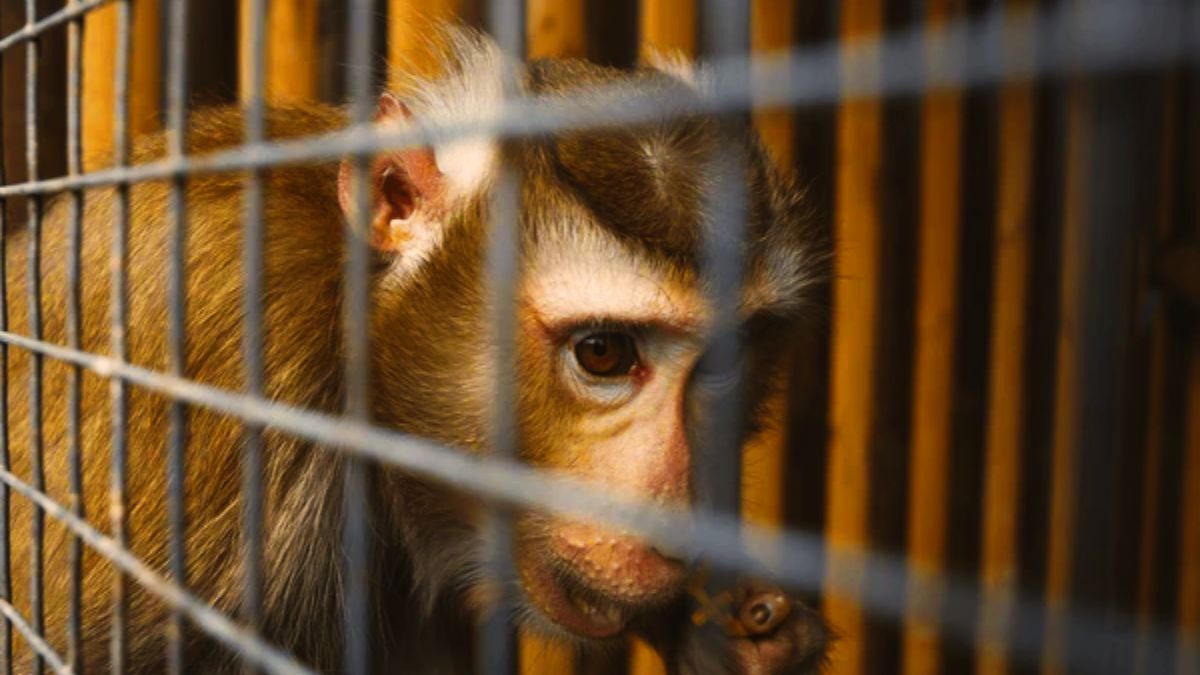 Primate Rights: 4 Tilapat President Sues AML & ATOL Over Cruelty