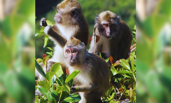 Over 50% of Macaques Seized at Jin Fei Reported Dead or Euthanised