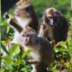 Mauritius Monkey Business: Billion-Rupee Breeding Sparks Controversy
